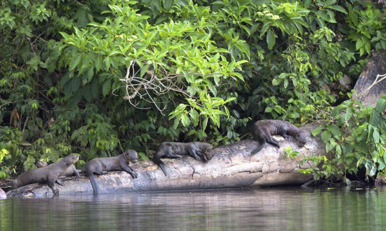 peru amazon tour, perutourism